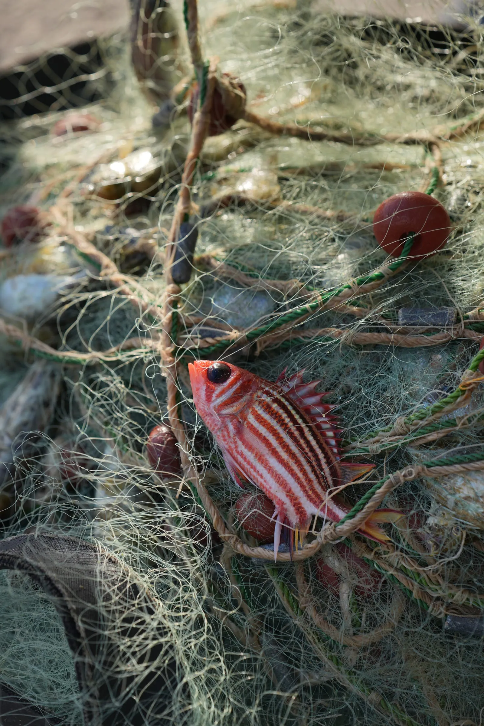 A small red striped fish caught in the green net of a Batroun fisherman