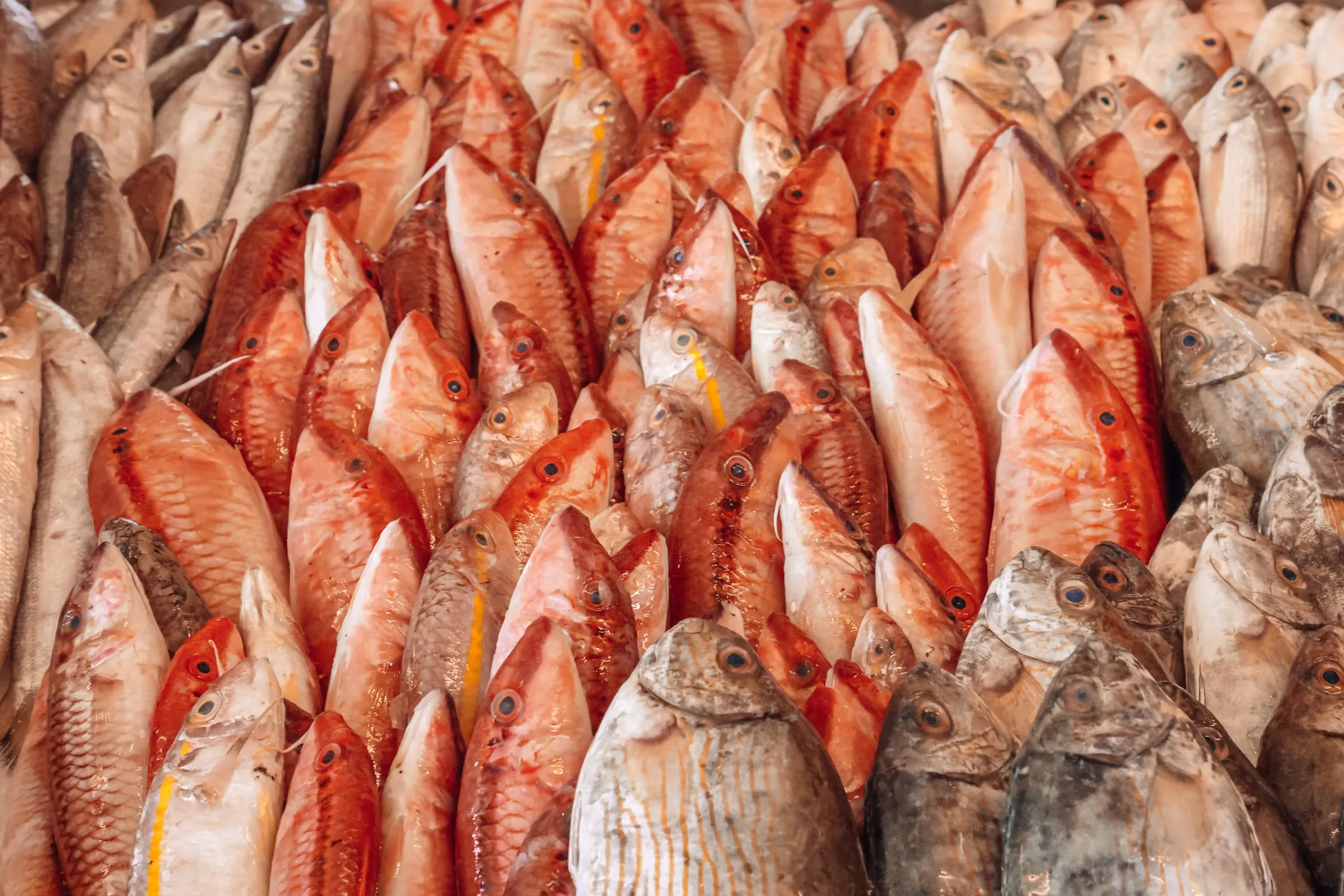 A pile of red mullet, fresh from the morning boats at Batroun Mina